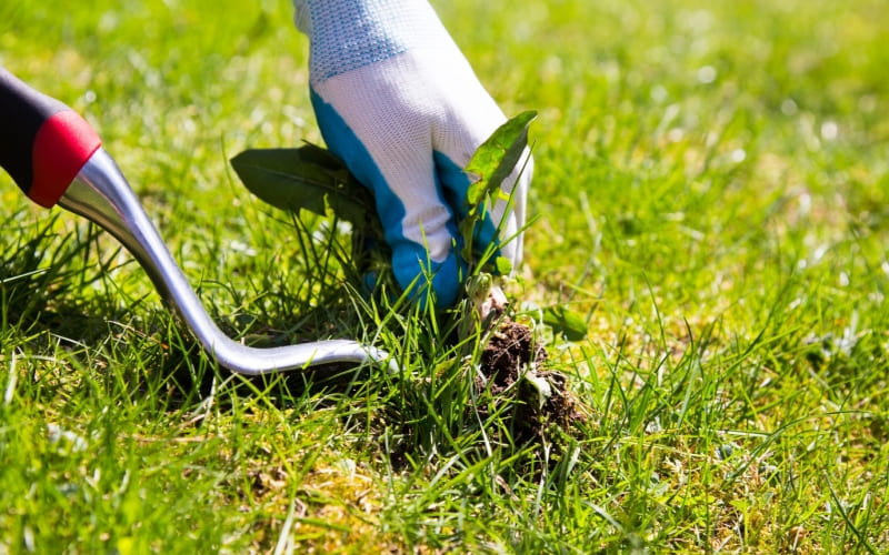 How-to-control-weeds-in-your-lawn